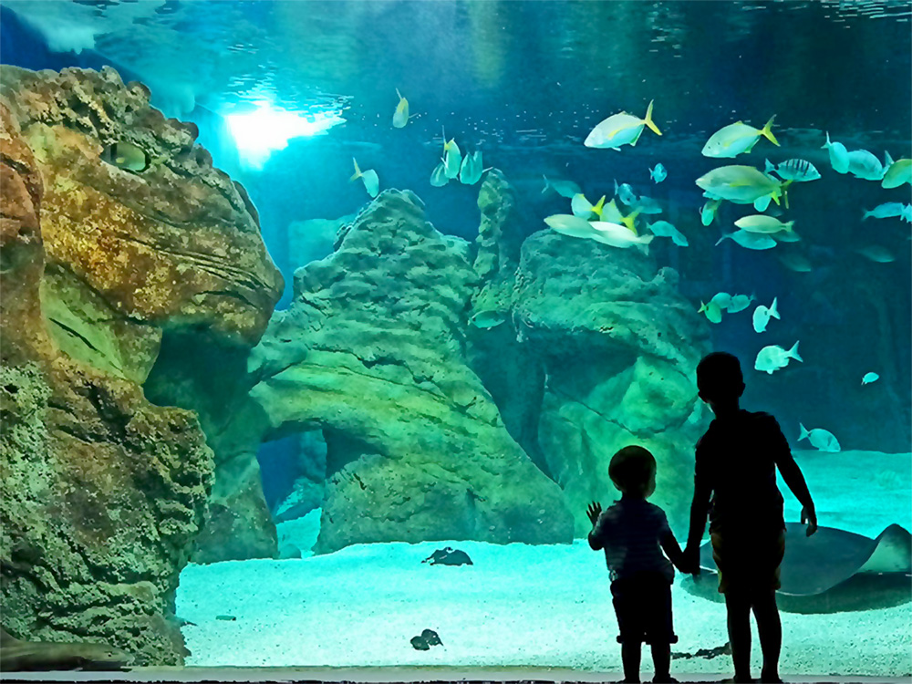 aquarium in costa teguise main tank